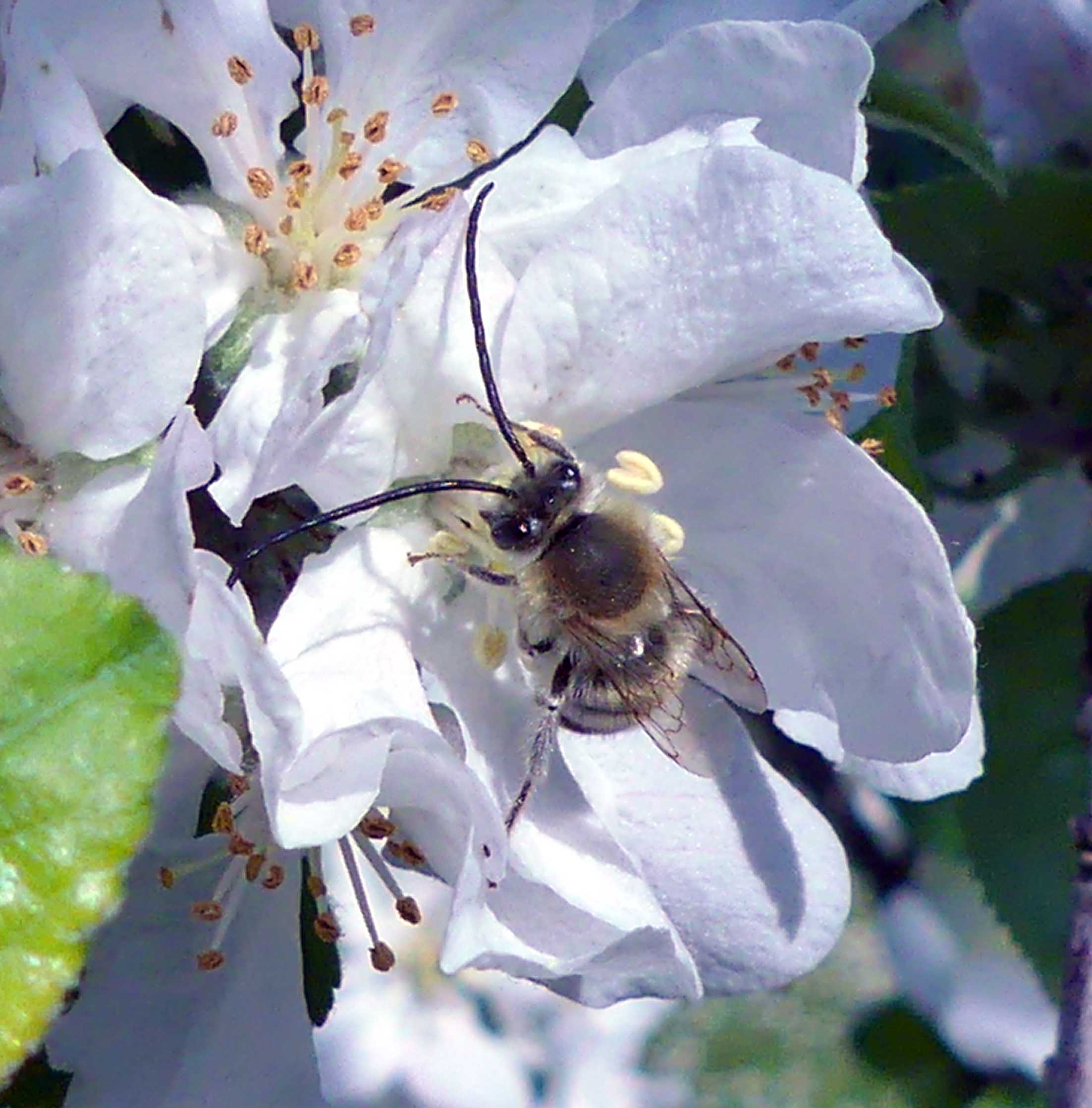 Ape solitaria insolita:  Eucera sp., maschio (Apidae)